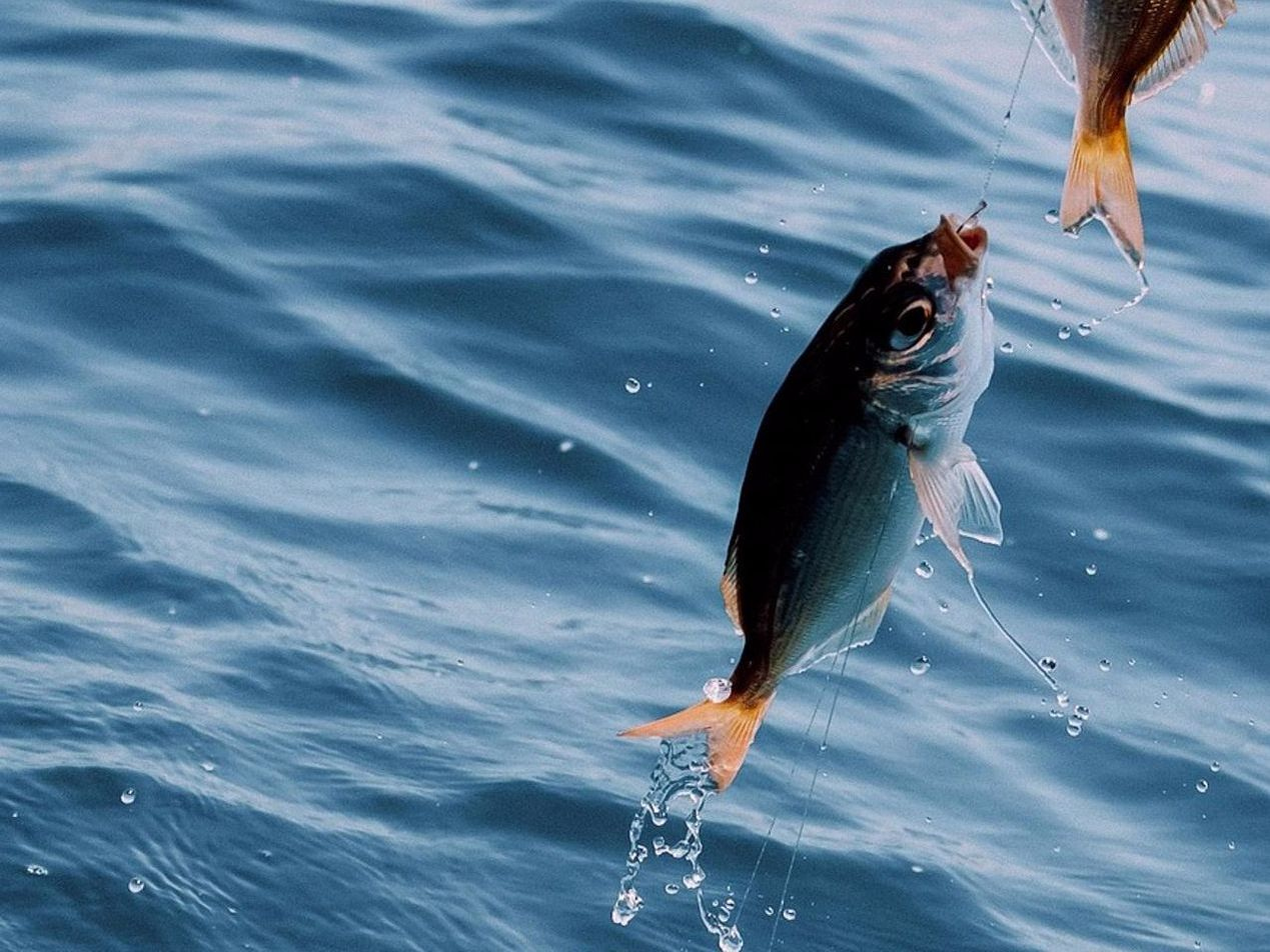 Hands holding a caught bass near the fishing net